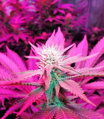 Lost Coast Hash Plant Seeds
