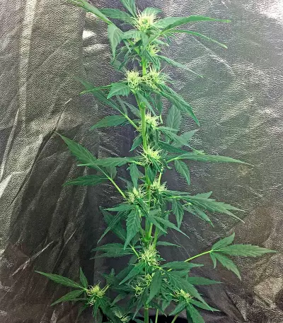 Moby Dick Autoflowering feminized seeds