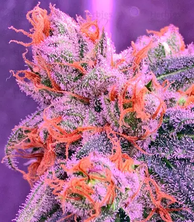 Graines de cannabis Power Kush (Dinafem Seeds)