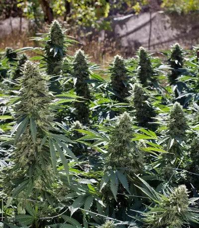 Sour Diesel #2 feminized seeds