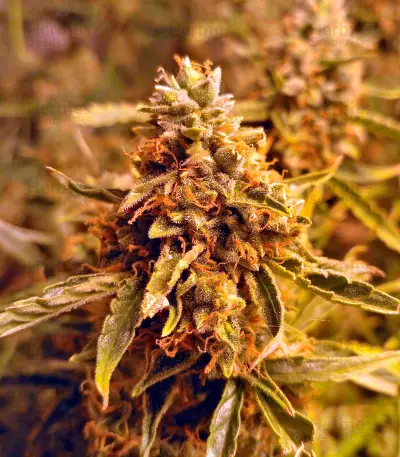 Sugar Mango Ryder Auto (World of Seeds)