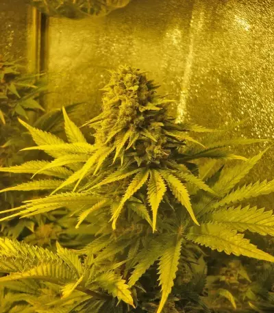 Sweet Skunk Automatic (RQS)