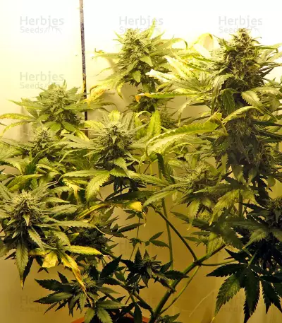 White Widow Autoflowering feminized seeds