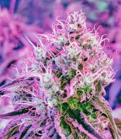 White Widow feminized seeds (Dinafem)
