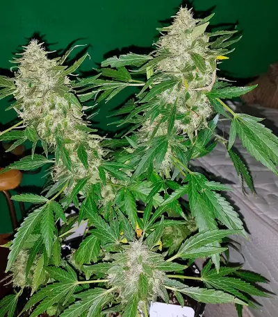 Big Devil F1 Fast Version cannabis strain