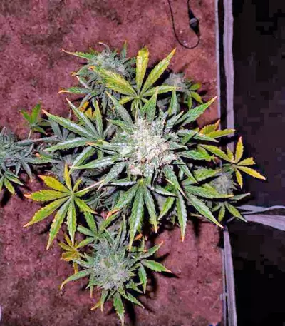 Fast Bud Auto Seeds