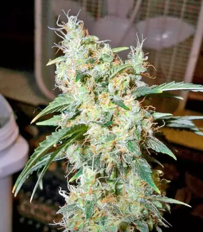 BCN Diesel Max Auto (Kannabia Seeds)