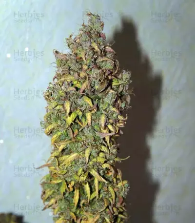C4 Auto Seeds