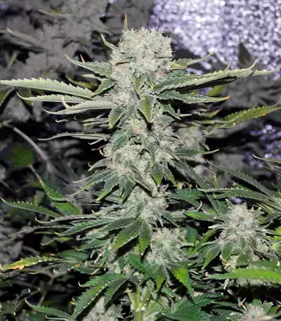 Critical Kush Seeds (Barney's Farm)