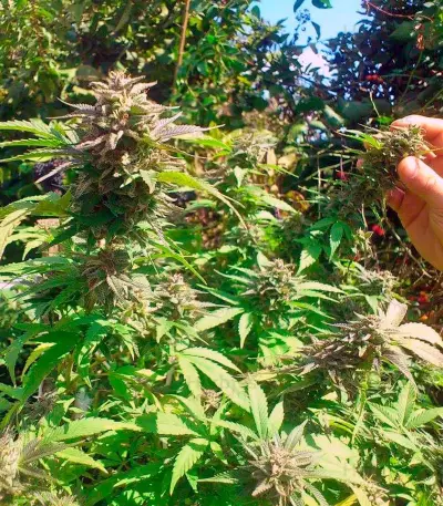 Graines de cannabis White Berry (Paradise Seeds)