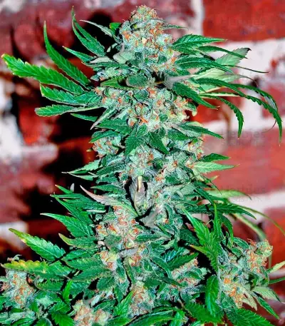 Wild Rose feminized seeds