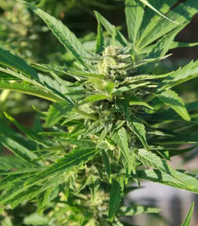 AK-49 Auto feminized seeds