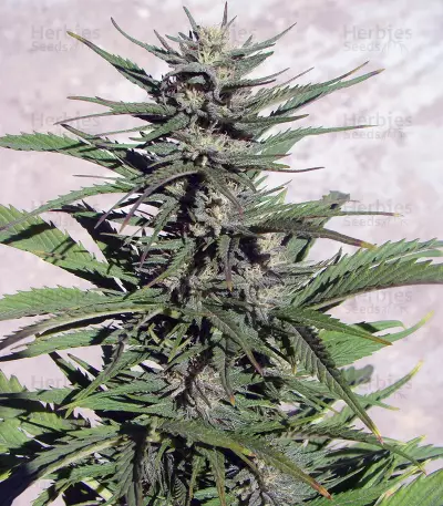 Auto Durban Poison Seeds