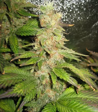 Blue Mystic cannabis strain
