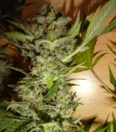 Bubblegum XL Seeds
