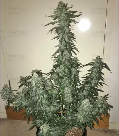 CBD Auto 1:1 (CBD Crack) feminized seeds