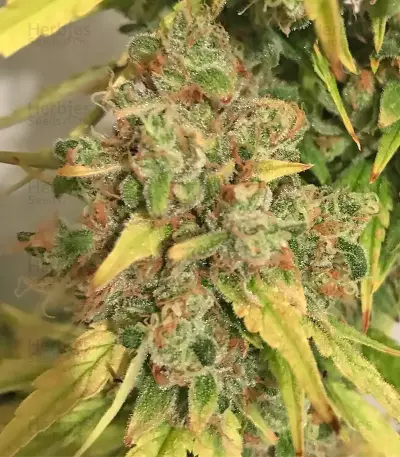 Kali & the Chocolate Factory (KFC Seeds)