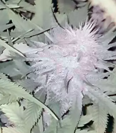 Graines de cannabis Mighty Mango Bud (Vision Seeds)