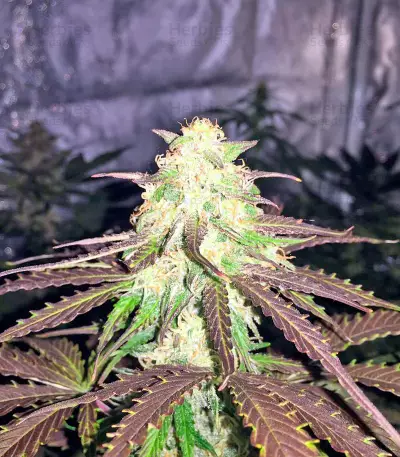 Northern Light Automatic Seeds