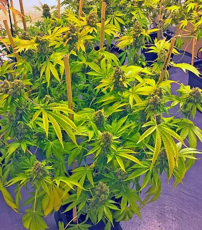 OG Kush (Humboldt Seeds Organization)