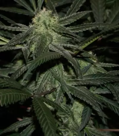 Graines de cannabis Royal Cookies (RQS)