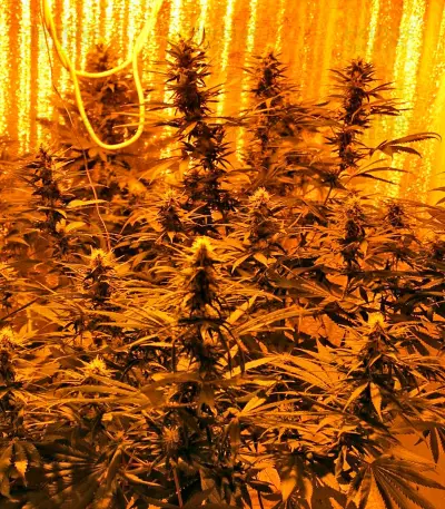 Royale Haze (Dinafem Seeds)