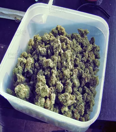 Amnesia Seeds (World of Seeds)