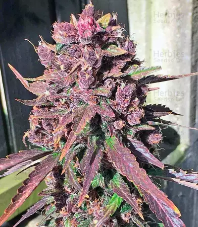 Graines de cannabis Dark Devil Auto (Sweet Seeds)