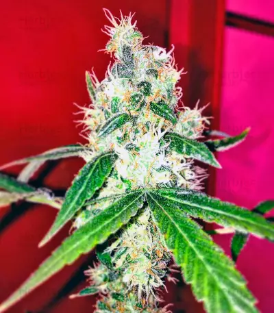 Indigo Berry Kush feminized seeds
