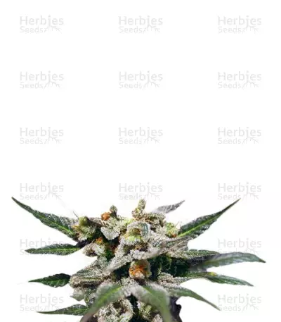 Graines de cannabis Citrus (Kannabia Seeds)