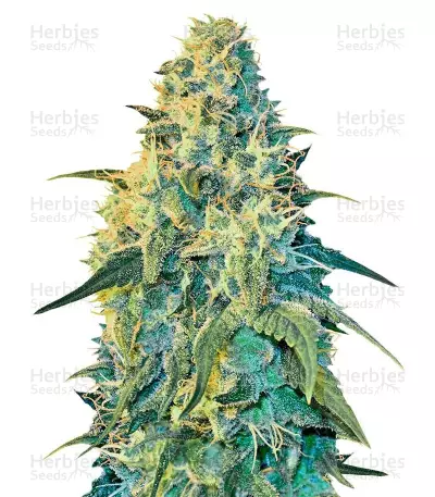 White Dragon (Eva Seeds) Cannabis-Samen