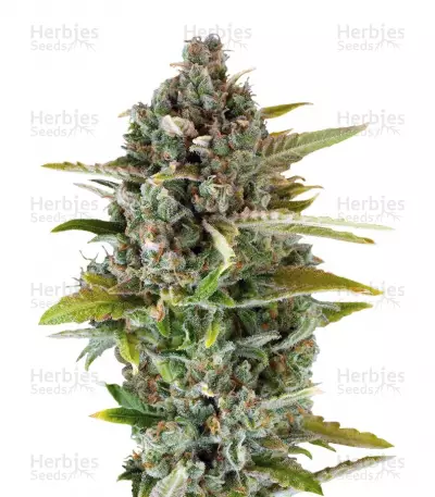 Buy Critical Cheese feminized seeds