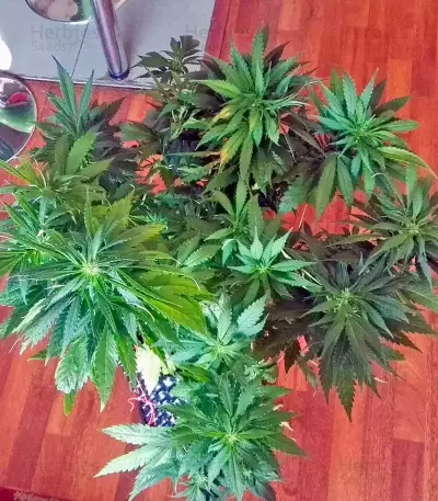 Amherst Sour Diesel (Humboldt Seeds Organization)