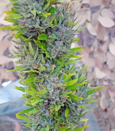 Colombian Gold feminizada (World of Seeds)