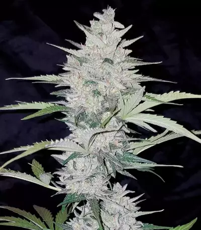 Impala 64 Haze Auto feminized seeds