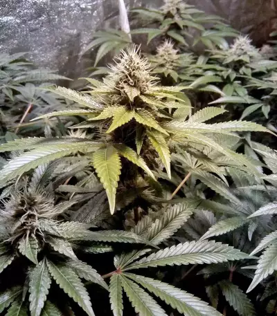 LSD Seeds