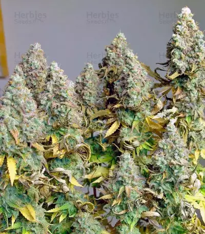 Tutankhamon (King Tut) feminized seeds
