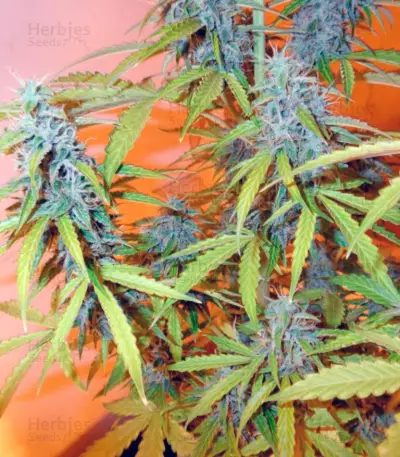 Auto Northern Lights (Pyramid Seeds)