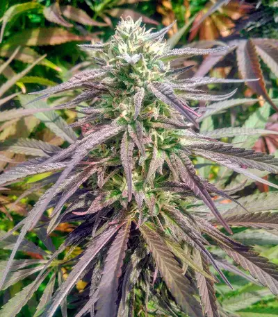 Black D.O.G. feminized seeds