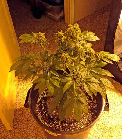 Bubba Kush feminized seeds (Humboldt Seeds Organization)