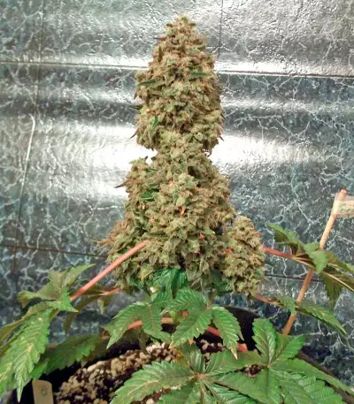 Bubba Kush Seeds (Humboldt Seeds Organization)