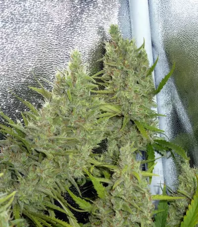 Graines de cannabis C99 (Female Seeds)
