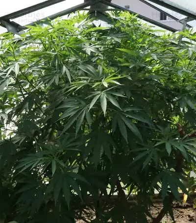 CBD Cherry Kush Seeds