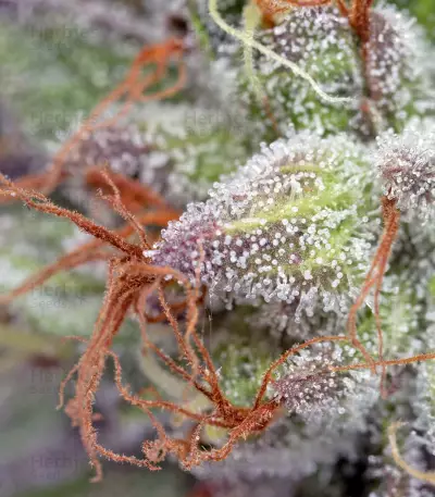 Ewe-2 feminized seeds
