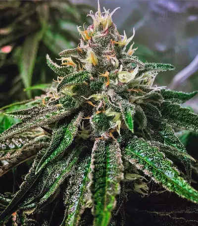 Master Kush Seeds (Nirvana Seeds)