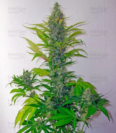 Skunk + semi femminizzati