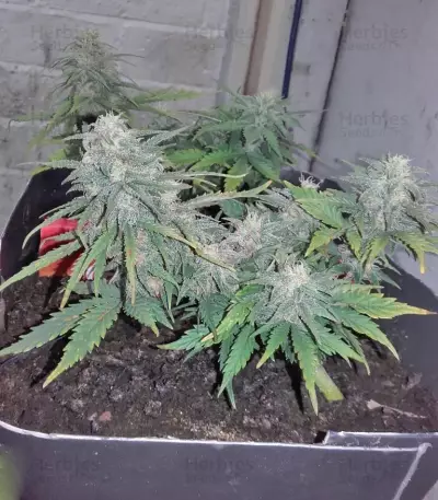 Smokin' Gun Seeds