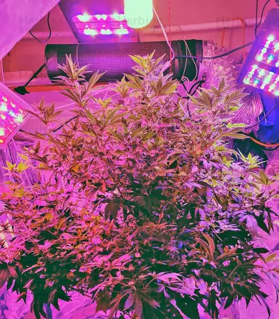 White Widow feminized seeds (Dinafem)