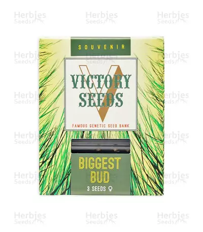Biggest Bud strain seeds