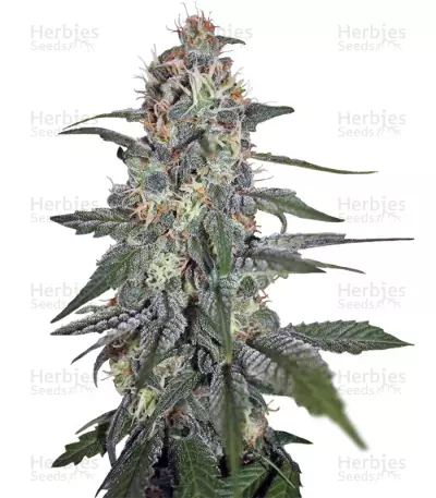 Graines de cannabis Krystalica regular (Mandala Seeds)